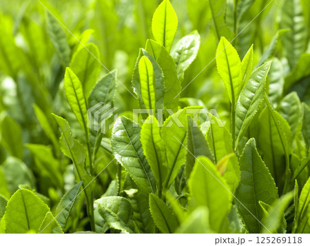 初夏の茶畑の新茶の芽吹き 初夏の茶畑の新茶の芽吹き 125269118