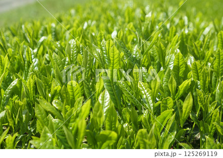 初夏の茶畑の新茶の芽吹き 125269119