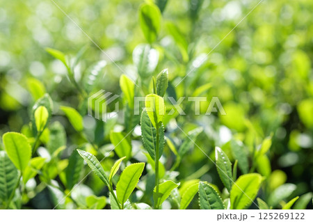 初夏の茶畑の新茶の芽吹き 125269122
