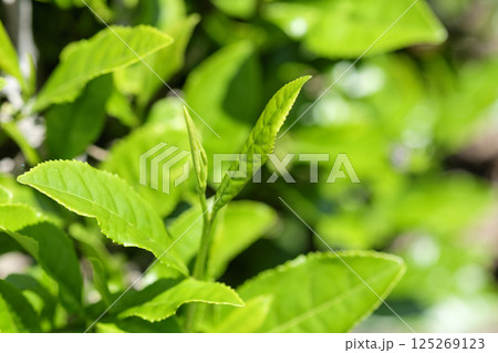 初夏の茶畑の新茶の芽吹き 初夏の茶畑の新茶の芽吹き 125269123