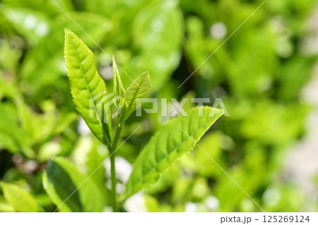 初夏の茶畑の新茶の芽吹き 125269124