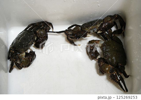 鮮度抜群の活きたモクズガニ	 125269253