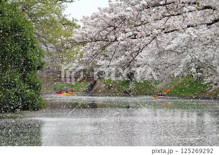 ロマンチック茨城（桜吹雪のなか、カヌーを漕ぐ。さぞ美しいことだろう。）つくばみらい市、福岡堰の桜並木 125269292