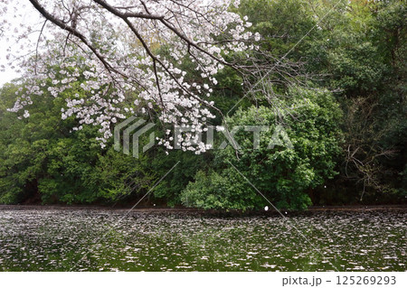 ロマンチック茨城（川面を埋め尽くそうと花びらが舞い散る。「福岡堰の桜」）つくばみらい市 125269293