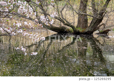 ロマンチック茨城（散り行く桜の川面に根ずく樹木の枝が芸術を生み出す。）つくばみらい市「福岡堰の桜」 125269295