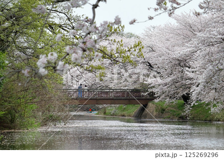 ロマンチック茨城（春陰のなか、散り行く満開の桜景色を散歩する。）つくばみらい市「福岡堰の桜並木」 125269296