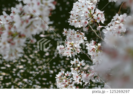 ロマンチック茨城（川面に散りそそぐ桜。散り行く中、輝きを増す。）つくばみらい市、福岡堰の桜並木 125269297