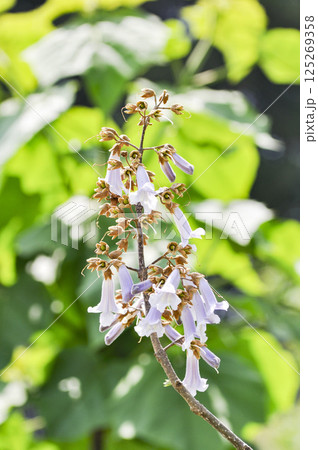 初夏の里山に咲く桐の花 初夏の里山に咲く桐の花 125269358