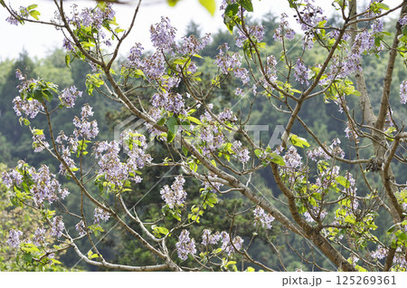 初夏の里山に咲く桐の花 125269361