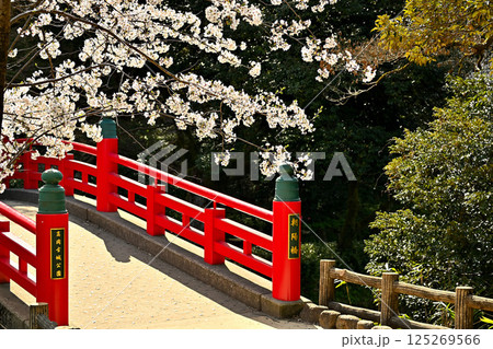 高岡古城公園の桜 朝陽橋にかかる桜 高岡古城公園の桜 朝陽橋にかかる桜 125269566