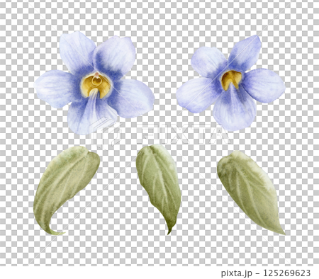 Blooming vine flowers with leaves watercolor illustration set isolated on white. Pastel purple Thunbergia plant tropical clipart. Violet floral nature hand drawn clipart of blue clockvine trumpet Blooming vine flowers with leaves watercolor illustration set isolated on white. Pastel purple Thunbergia plant tropical clipart. Violet floral nature hand drawn clipart of blue clockvine trumpet 125269623