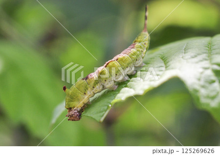 天然の蚕 天然の蚕 125269626