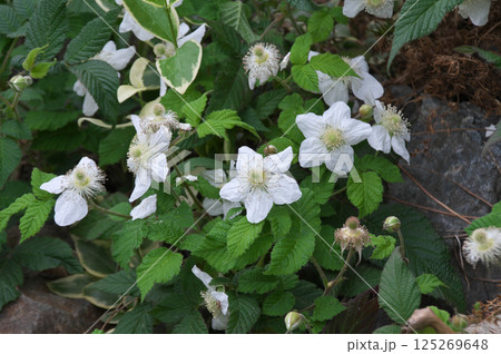 クサイチゴ クサイチゴ 125269648