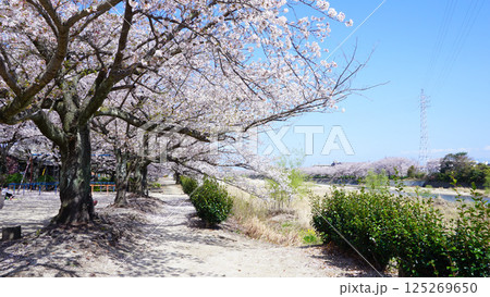 蒼社川沿いのサクラ 125269650