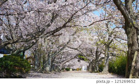 蒼社川沿いのサクラ 125269652