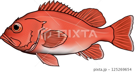 アコウダイ イラスト 輪郭線あり (メヌケ前) アコウダイ イラスト 輪郭線あり (メヌケ前) 125269654