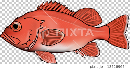 アコウダイ イラスト 輪郭線あり (メヌケ前) アコウダイ イラスト 輪郭線あり (メヌケ前) 125269654