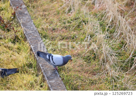 田んぼで移動しながら餌を食べている鳩 田んぼで移動しながら餌を食べている鳩 125269723