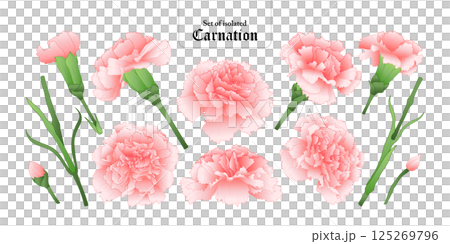 Set of isolated carnation. Cute flower illustration in hand drawn style. Vivid pastel pink color tone on a transparent background. 125269796