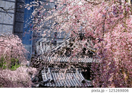 京都 六角堂の桜 京都 六角堂の桜 125269806