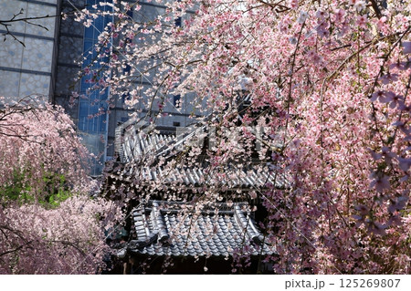 京都　六角堂の桜 125269807