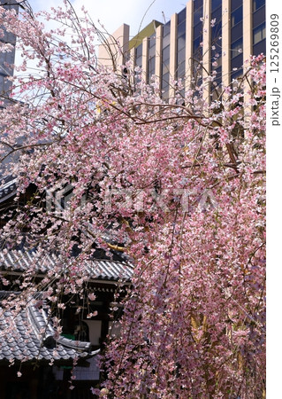 京都 六角堂の桜 京都 六角堂の桜 125269809