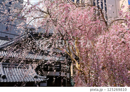 京都 六角堂の桜 京都 六角堂の桜 125269810