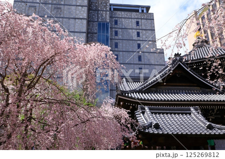 京都　六角堂の桜 125269812
