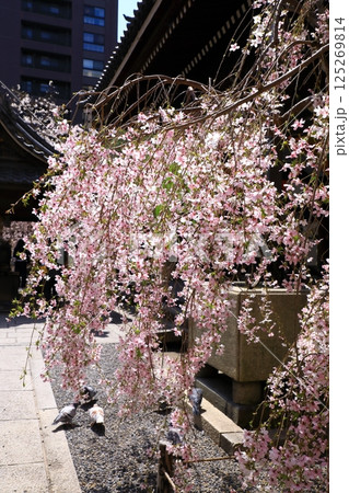 京都　六角堂の桜 125269814