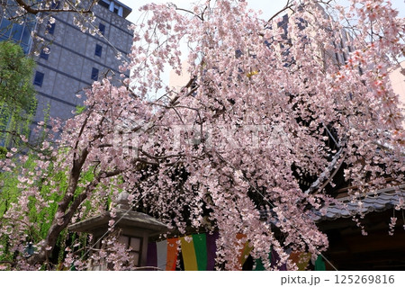 京都　六角堂の桜 125269816