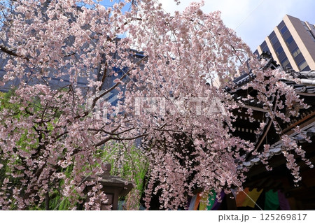 京都 六角堂の桜 京都 六角堂の桜 125269817