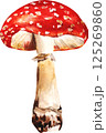 Watercolor handdrawn Illustration of Fly Agaric Mashroom 125269860