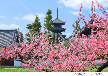 【岡山県】満開の花桃と備中国分寺の五重塔（吉備路） 125269906