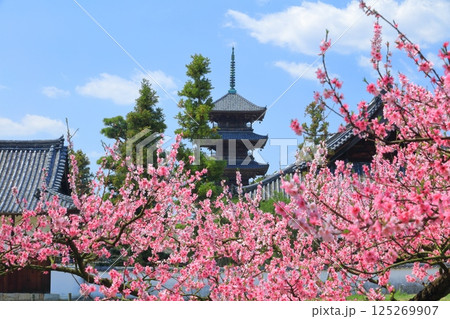 【岡山県】満開の花桃と備中国分寺の五重塔(吉備路) 【岡山県】満開の花桃と備中国分寺の五重塔(吉備路) 125269907