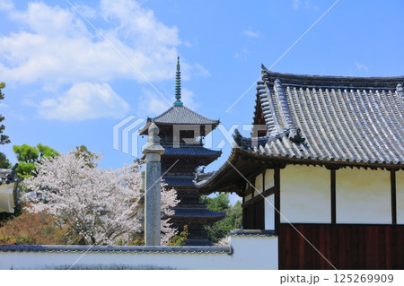 【岡山県】満開の桜と備中国分寺の五重塔（吉備路） 125269909