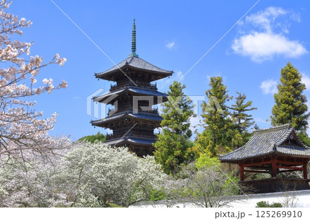 【岡山県】満開の桜と備中国分寺の五重塔（吉備路） 125269910