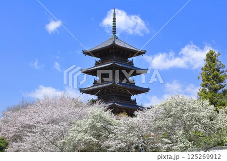 【岡山県】満開の桜と備中国分寺の五重塔(吉備路) 【岡山県】満開の桜と備中国分寺の五重塔(吉備路) 125269912