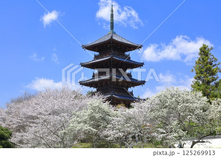 【岡山県】満開の桜と備中国分寺の五重塔(吉備路) 【岡山県】満開の桜と備中国分寺の五重塔(吉備路) 125269913