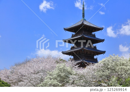 【岡山県】満開の桜と備中国分寺の五重塔（吉備路） 125269914
