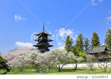 【岡山県】満開の桜と備中国分寺の五重塔(吉備路) 【岡山県】満開の桜と備中国分寺の五重塔(吉備路) 125269915