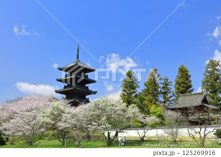 【岡山県】満開の桜と備中国分寺の五重塔（吉備路） 125269916