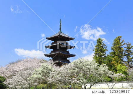 【岡山県】満開の桜と備中国分寺の五重塔（吉備路） 125269917