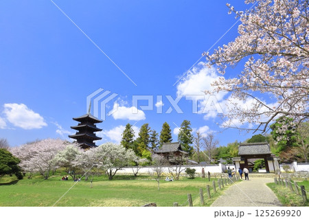 【岡山県】満開の桜と備中国分寺の五重塔(吉備路) 【岡山県】満開の桜と備中国分寺の五重塔(吉備路) 125269920