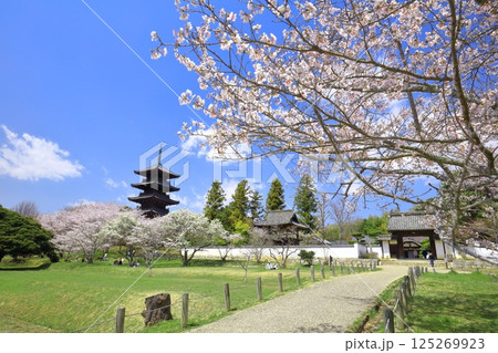 【岡山県】満開の桜と備中国分寺の五重塔（吉備路） 125269923