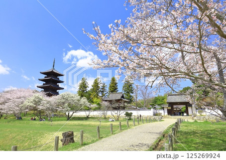 【岡山県】満開の桜と備中国分寺の五重塔（吉備路） 125269924