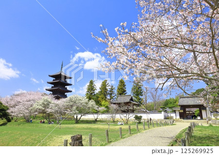 【岡山県】満開の桜と備中国分寺の五重塔(吉備路) 【岡山県】満開の桜と備中国分寺の五重塔(吉備路) 125269925