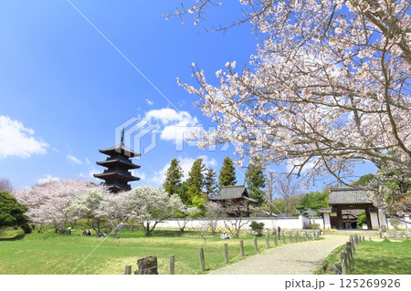 【岡山県】満開の桜と備中国分寺の五重塔(吉備路) 【岡山県】満開の桜と備中国分寺の五重塔(吉備路) 125269926