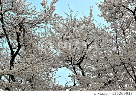 見上げれば満開の桜　高岡古城公園 125269938