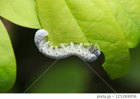 アケビの若葉を食べる食欲旺盛なアケビコンボウハバチの美しい幼虫(自然環境下マクロ撮影) アケビの若葉を食べる食欲旺盛なアケビコンボウハバチの美しい幼虫(自然環境下マクロ撮影) 125269956