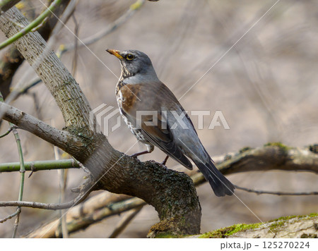 Fieldfare, lat. Turdus pilaris, is sitting on tree branch. The fieldfare or Turdus pilaris is a member of the thrush family Turdidae Fieldfare, lat. Turdus pilaris, is sitting on tree branch. The fieldfare or Turdus pilaris is a member of the thrush family Turdidae 125270224